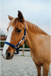 Produktbild von Equithème Pferd Halfter Opal Blau aus Polyester Größe M