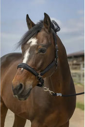 Produktbild von Equithème Pferdehalfter aus Nylon mit Strass in Schwarz-Silber für Vollblut