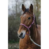 Produktbild von Equithème Pferdehalfter Spring aus Nylon in Rosa