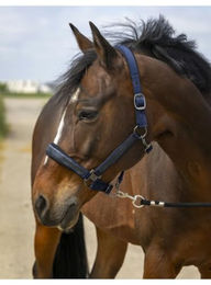 Produktbild von Equithème S-LINE Nylon Halfter mit Strass und Glitzer für Ponys in Navy Blau