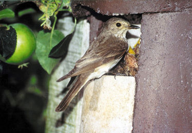 Erdtmans Schwegler Halbhöhle aus Holzbeton für Wildvögel in Braun – Bild 1 von 4