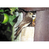 Produktbild von Erdtmans Schwegler Halbhöhle aus Holzbeton für Wildvögel in Braun