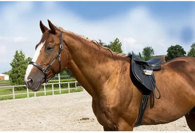 Produktbild von Eric Thomas Pro Lederhalfter für Ponys in Schwarz