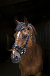 Produktbild von Eric Thomas Trensenzaum Pro Design aus Leder für Warmblut in Braun