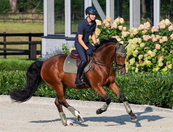 Eskadron Classic Sports 25 Mesh Schabracke aus Polyester in Grün für Warmblut – Bild 1 von 5