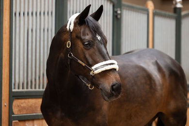 Produktbild von Eskadron Elegance Faux Fur Set Pony Schoner aus Plüsch