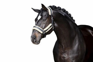 Eskadron Klettpolster Set FAUXFUR STALLION CORE für Vollblut in Natur – Bild 1 von 1