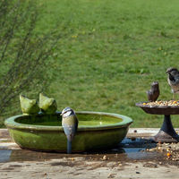 Produktbild von Esschert Design Vogelbad rund aus Keramik in Grün Größe M