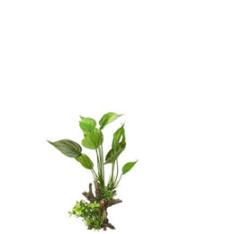 Produktbild von Europet Bernina Figur und Höhle für Fische in Grün