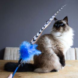 Europet Bernina Spielangel Ted Katzenspielzeug mit Feder 73cm bunt – Bild 1 von 2