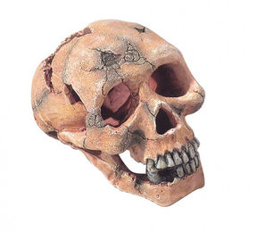 Europet Bernina Totenkopf Deko-Figur für Aquarien und Terrarien 15 cm – Bild 1 von 4