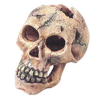 Produktbild von Europet Bernina Totenkopf Höhle für Aquarien aus Polyrésine Größe S 110 mm