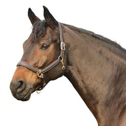 Euroriding Oakland Halfter Super Soft Natural Line Schwarz Größe Cob für Vollblut Pferde – Bild 1 von 1
