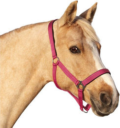 Produktbild von Euroriding Shetty Halfter Basic aus Kunststoff