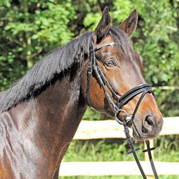 Produktbild von Euroriding Trense Grasse schwedische Reithalfter aus Leder Schwarz mit Glitzersteinen für Warmblut X-Full