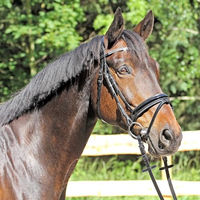 Produktbild von Euroriding Trense Grasse schwedische Reithalfter aus Leder Schwarz mit Glitzersteinen für Warmblut X-Full