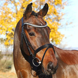 Euroriding Trense La Rochelle HKM kombiniertes Reithalfter aus Leder für Warmblut in Schwarz – Bild 1 von 5