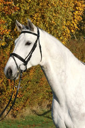 Euroriding Trense Paris englisches Reithalfter aus Leder in Schwarz Größe Pony – Bild 1 von 2