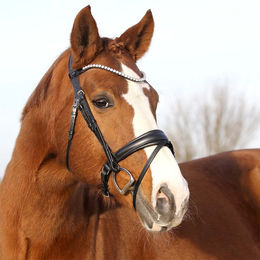 Euroriding Trense Sensitiv schwedisches Reithalfter mit Strass für Warmblut in Schwarz – Bild 1 von 2