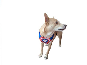 Exen Hundegeschirr Avengers Bunt Größe M – Bild 1 von 2