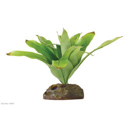 Exo Terra Terrarien-Pflanze Bromelia für Frösche klein – Bild 1 von 1