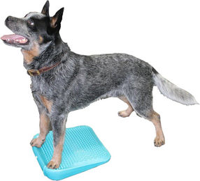 FitPAWS Balance Ramp – Bild 1 von 4