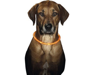 Produktbild von Flamingo Halsband Led Visio Light Orange 70 cm - 70 cm