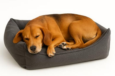 Flamingo Orthopädisches Hundebett Baldar Rechteckig Dunkelgrau 65 cm – Bild 1 von 3