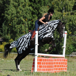 Produktbild von Fliegendecke für Pferde Bucas Buzz-Off Riding Zebra