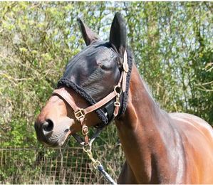 Produktbild von Fliegenhaube für Weidepferde T de T