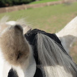 Produktbild von Fliegenmaske Fly Cover Fransen Gap