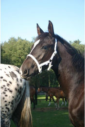 Produktbild von Fohlenhalfter Horka