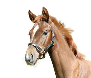 Fohlenhalfter Kerbl eco – Bild 1 von 2