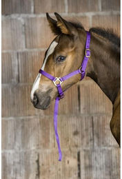 Produktbild von Fohlenhalfter und Longiergurt Norton