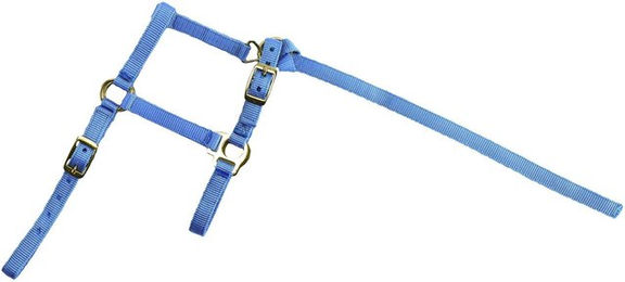 Fohlenhalfter und Longiergurt Norton – Bild 1 von 2