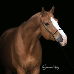 Produktbild von Fotografenhalfter