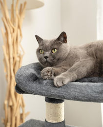 Famanu Kratzbaum für Katzen mit 2 Höhlen und Liegeplatz aus Plüsch und Sisal in Dunkelgrau, Höhe 80 cm – Bild 1 von 3
