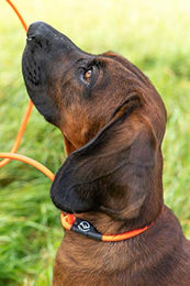 Farm-Land Schleppleine aus Biothane lautlos Orange 2,8m - 2,8 m – Bild 1 von 4