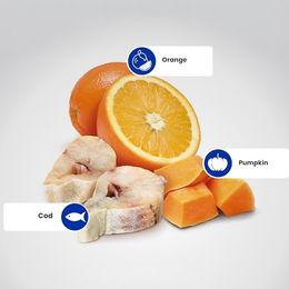 Farmina N&D Ocean Getreidefreies Trockenfutter Hund Adult Medium & Maxi Kabeljau 12 kg - 12 kg – Bild 1 von 8