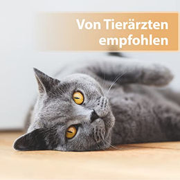Felisept Wundgel für Katzen 20 ml zur Wundpflege und Reinigung - 20 ml – Bild 1 von 4