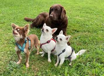 Produktbild von Feltmann Hundegeschirr XS Mini aus Nylon wasserabweisend Braun Beige