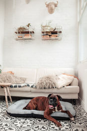 FERA Hundebett Sky Ponton Hundekissen Grau Schwarz XL 116 x 83 x 10 cm für große Rassen – Bild 1 von 12