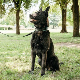 Ferplast Hundehalsband Ergofluo aus Nylon in Blau für Riesenrassen Größe L – Bild 1 von 4