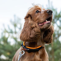 Produktbild von Ferplast Hundehalsband Ergofluo aus Nylon in Größe L für Riesenrassen