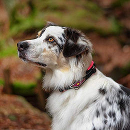 Ferplast Hundehalsband Ergofluo aus Nylon in Rosa für Riesenrassen Größe L – Bild 1 von 5