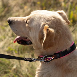 Ferplast Hundehalsband Ergofluo C25/60 aus Nylon in Rosa – Bild 1 von 5