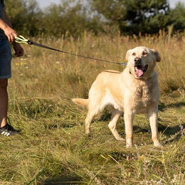 Ferplast Hundeleine ERGOFLUO aus Nylon mit ergonomisch gepolstertem Griff Gelb 120 cm – Bild 1 von 6