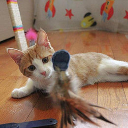 Ferplast Interaktives Katzenspielzeug RAPTOR Elektrisch aus Kunststoff Ø 48 x 34 cm – Bild 1 von 3