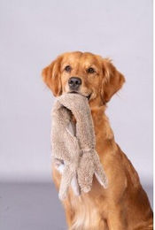 FIT+FUN Hundespielzeug Spring Hase Plüsch Beige 50cm – Bild 1 von 2