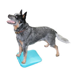 FitPAWS Balance Ramp Trainingsrampe für Welpen in Türkis – Bild 1 von 2